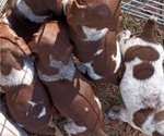 Small Photo #13 German Shorthaired Pointer Puppy For Sale in ALFORD, FL, USA