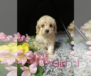 Cocker Spaniel Puppy for Sale in HOSFORD, Florida USA
