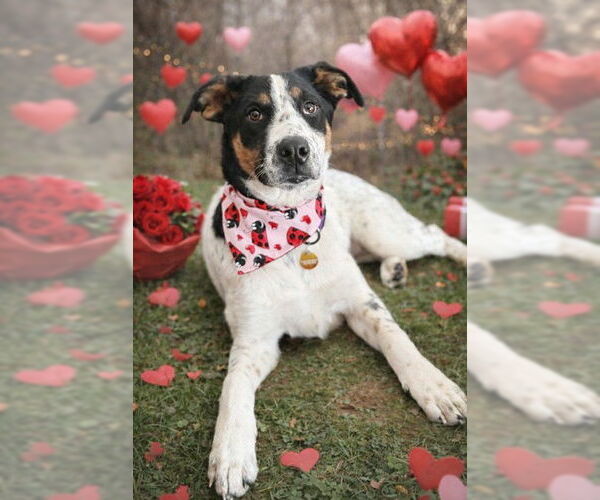 Medium Photo #2 Mutt Puppy For Sale in Genesee, WI, USA