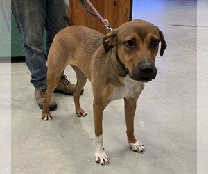 Oliver - Male German Shepherd Dog-Unknown Mix Dog for Adoption - Photo #2