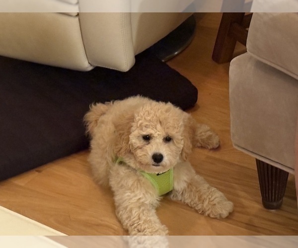 Medium Photo #3 Poochon Puppy For Sale in PARKLAND, FL, USA