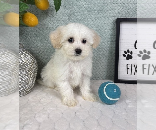 Medium Photo #5 Maltipoo (Toy) Puppy For Sale in FRANKLIN, IN, USA