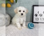 Small #4 Maltipoo (Toy)