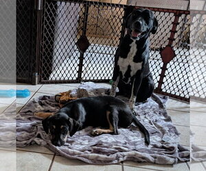 Cookie's Puppies *Help! We need a foster home!* - Female Labrador Retriever-Unknown Mix Dog for Adoption - Photo #9