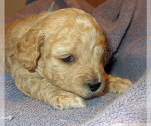 Zuchon Puppy for sale in LEBANON, OR, USA