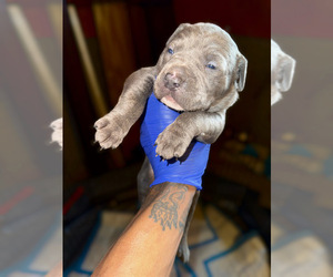 Medium American Bully