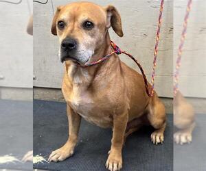 Beagle-Unknown Mix Dogs for adoption in Camarillo, CA, USA