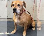 Small Beagle Mix