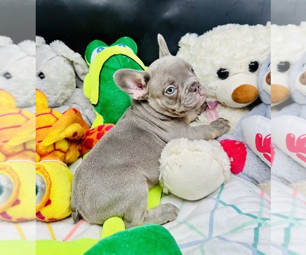 Medium Photo #13 French Bulldog Puppy For Sale in BELLVILLE, TX, USA