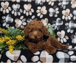 Small #4 Poodle (Toy)