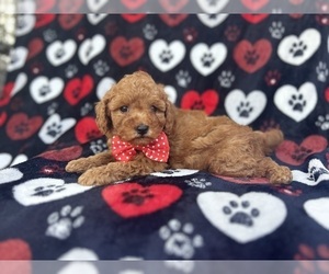 Cavapoo Puppy for sale in LAKELAND, FL, USA