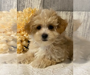 Coton de Tulear-Poodle (Toy) Mix Puppy for sale in SENECA FALLS, NY, USA