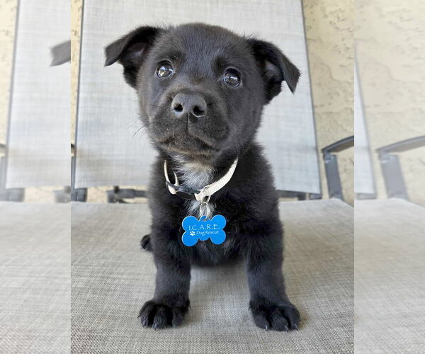Medium Photo #4 Mutt Puppy For Sale in Corona, CA, USA