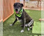 Small #1 Labrador Retriever Mix