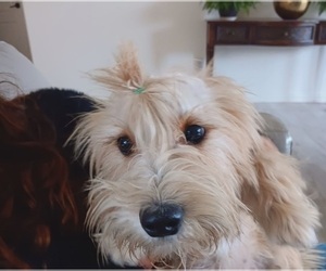 Fox Terrier (Smooth)-Schnauzer (Standard) Mix Puppy for sale in FRISCO, TX, USA