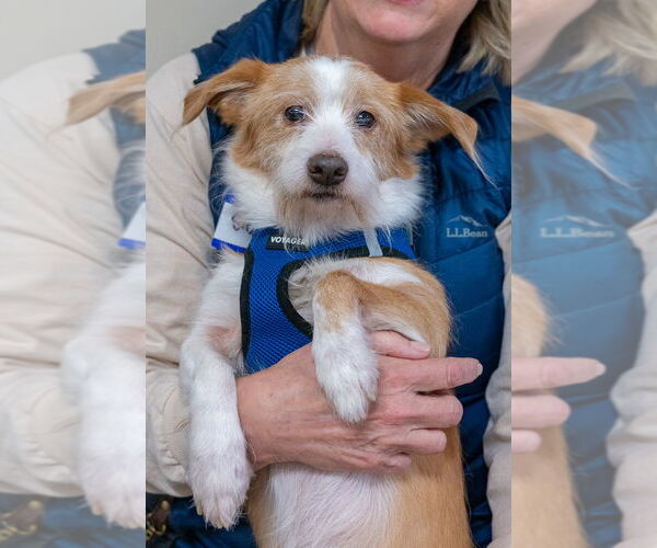 Medium Photo #6 Mutt Puppy For Sale in Mundelein, IL, USA