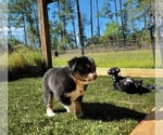 Small Photo #20 Miniature Australian Shepherd Puppy For Sale in MIDDLEBURG, FL, USA
