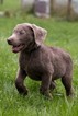 Small Photo #2 Labrador Retriever Puppy For Sale in NEW PITTSBURGH, OH, USA