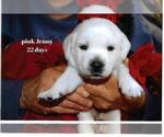 Puppy Jenny Labrador Retriever