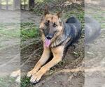 Small German Shepherd Dog