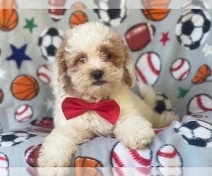 Cavapoo-Poodle (Miniature) Mix Puppy for sale in LAKELAND, FL, USA