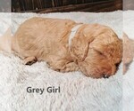 Small Photo #1 Goldendoodle Puppy For Sale in GEORGETOWN, IN, USA