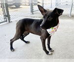 Small #1 American Pit Bull Terrier Mix