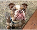 SO-SO - Female Bulldog Dog for Adoption - Small photo