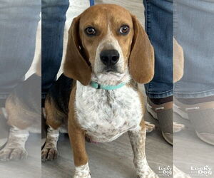 Beagle-Unknown Mix Dogs for adoption in Washington, DC, USA