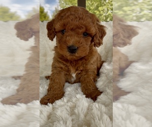 Goldendoodle mix (+ Poodle Miniature) Litter for sale in RANDOLPH, WI, USA