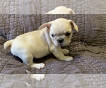 Small Photo #7 French Bulldog Puppy For Sale in ATL, GA, USA