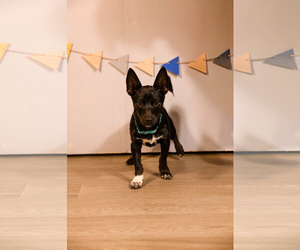 Medium Photo #4 Chihuahua-Unknown Mix Puppy For Sale in Brooklyn Center, MN, USA