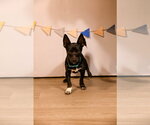 Small #3 Chihuahua Mix