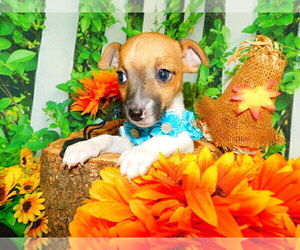 Jack Russell Terrier Puppy for sale in HAMMOND, IN, USA