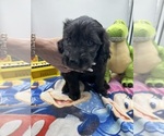 Small Photo #14 Goldendoodle Puppy For Sale in NORTH SMITHFIELD, RI, USA
