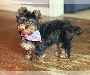 Yorkshire Terrier Puppy for sale in DETROIT, MI, USA