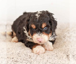 Puppy 1 Miniature Bernedoodle