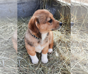 Pembroke Welsh Corgi Puppy for sale in SPOTSYLVANIA, VA, USA