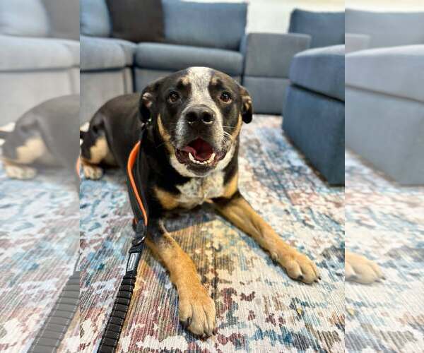 Medium Photo #4 American Pit Bull Terrier-Texas Heeler Mix Puppy For Sale in Visalia, CA, USA