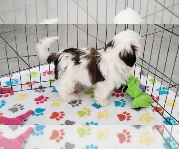 Medium Photo #5 Shih Tzu Puppy For Sale in ORO VALLEY, AZ, USA