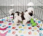 Small #4 Shih Tzu