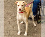 Small #10 Retriever  Mix
