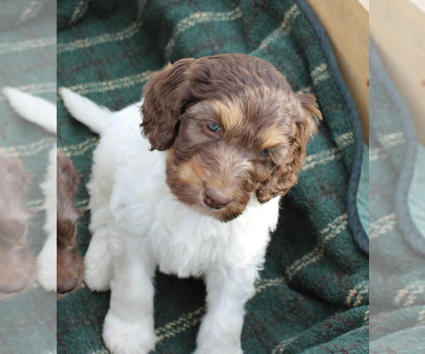 Medium Photo #5 German Shorthaired Pointer-Poodle (Standard) Mix Puppy For Sale in WHITE POST, VA, USA