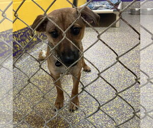 Toy Rat Doxie Dogs for adoption in Metairie, LA, USA