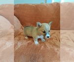 Small #4 Pembroke Welsh Corgi