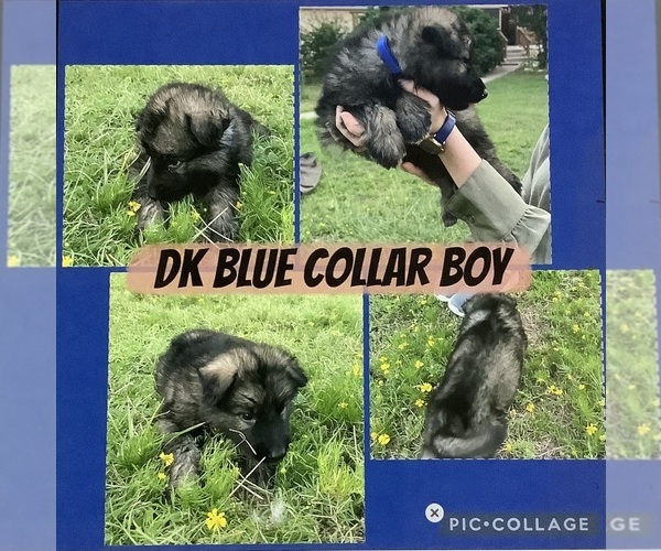 Medium Photo #5 German Shepherd Dog Puppy For Sale in WACO, TX, USA