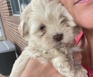 Maltipoo Puppy for Sale in FORT RECOVERY, Ohio USA