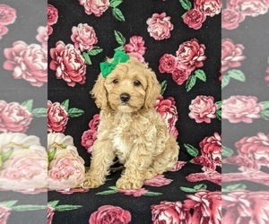 Cock-A-Poo Puppy for sale in LINCOLN UNIVERSITY, PA, USA