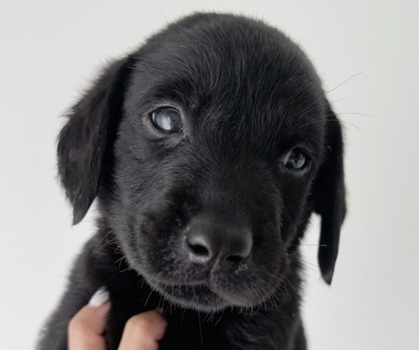 Medium Photo #2 Labrador Retriever Puppy For Sale in ENCINITAS, CA, USA