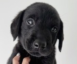 Small #1 Labrador Retriever